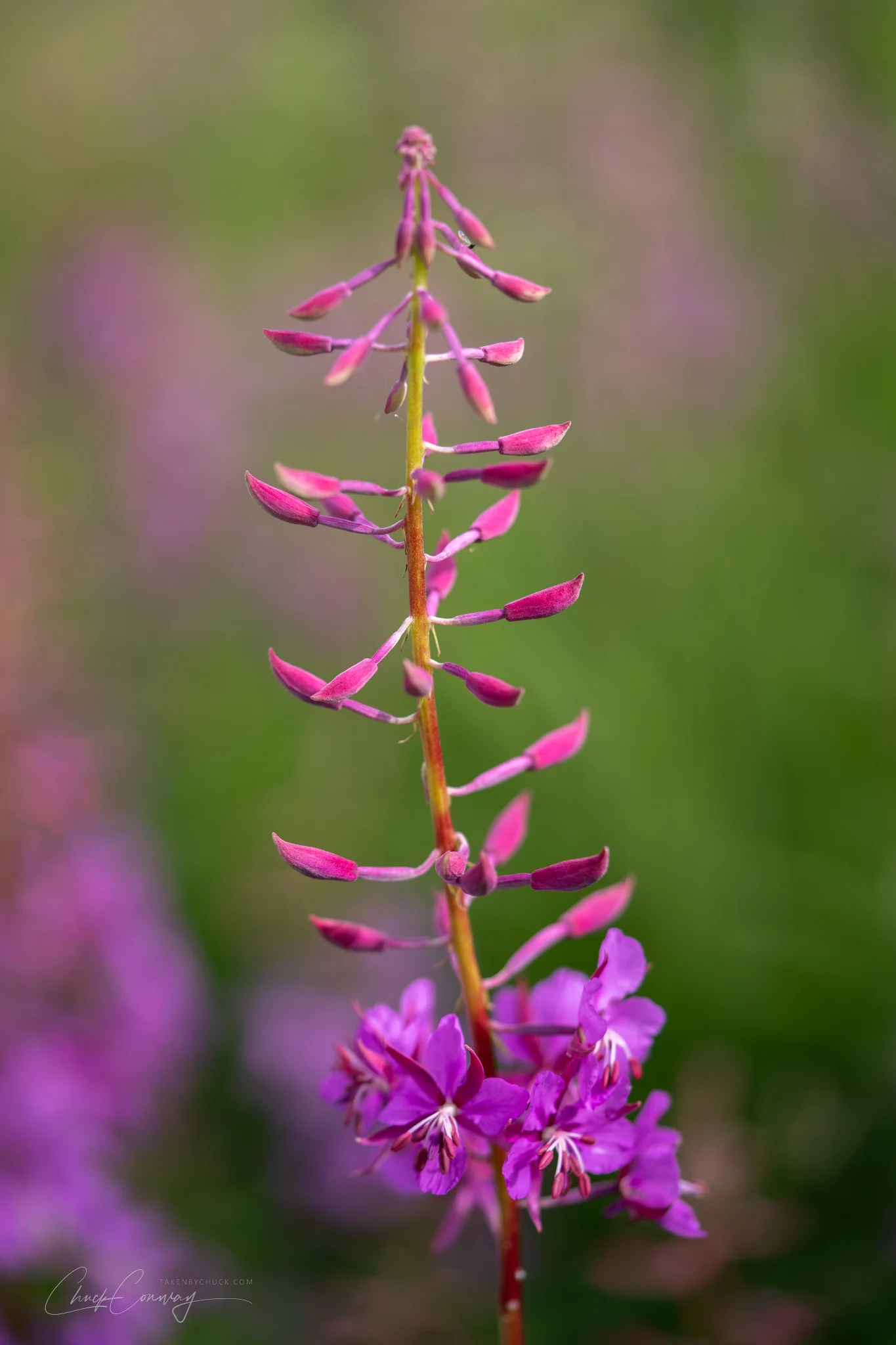 Fireweed